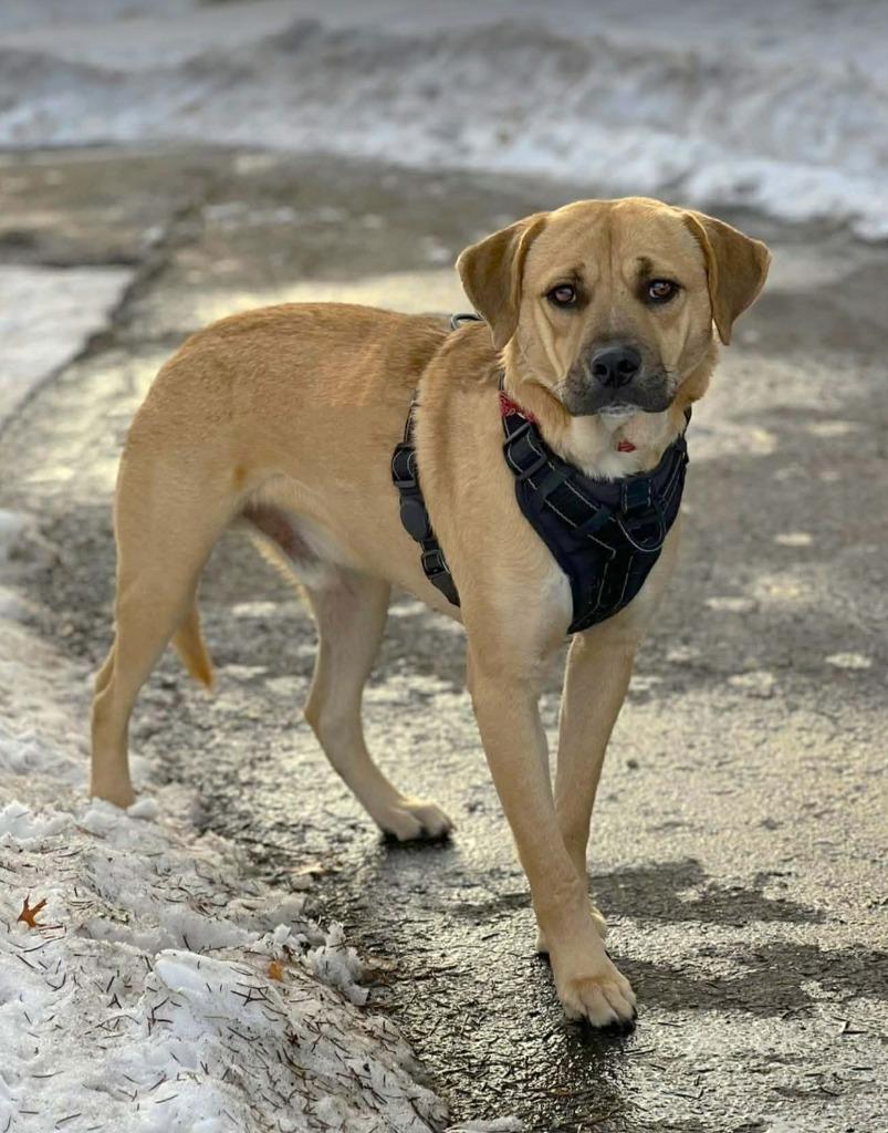 Enlarge Felix, a Adoptable mixed breed in Savage, MN image 5/6