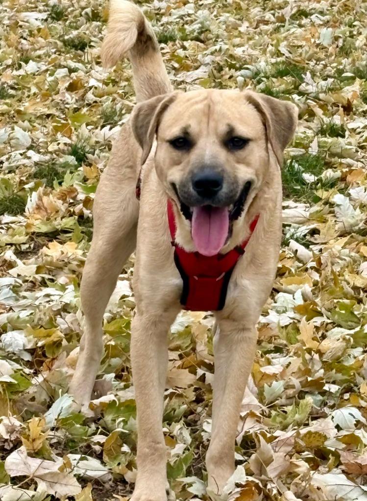 Enlarge Felix, a Adoptable mixed breed in Savage, MN image 6/6