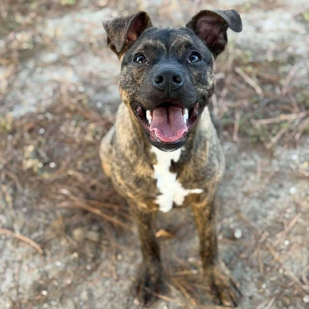 Rusty, Adoptable, Young Male Pit Bull Terrier.
