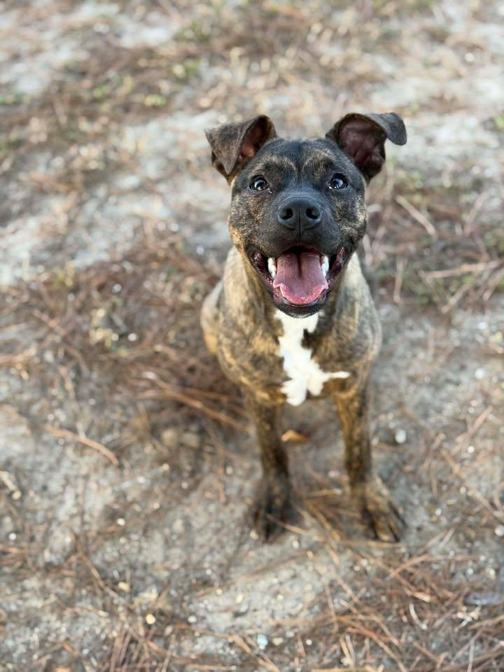 Rusty, a Adoptable mixed breed in Leesburg, GA image 2/2