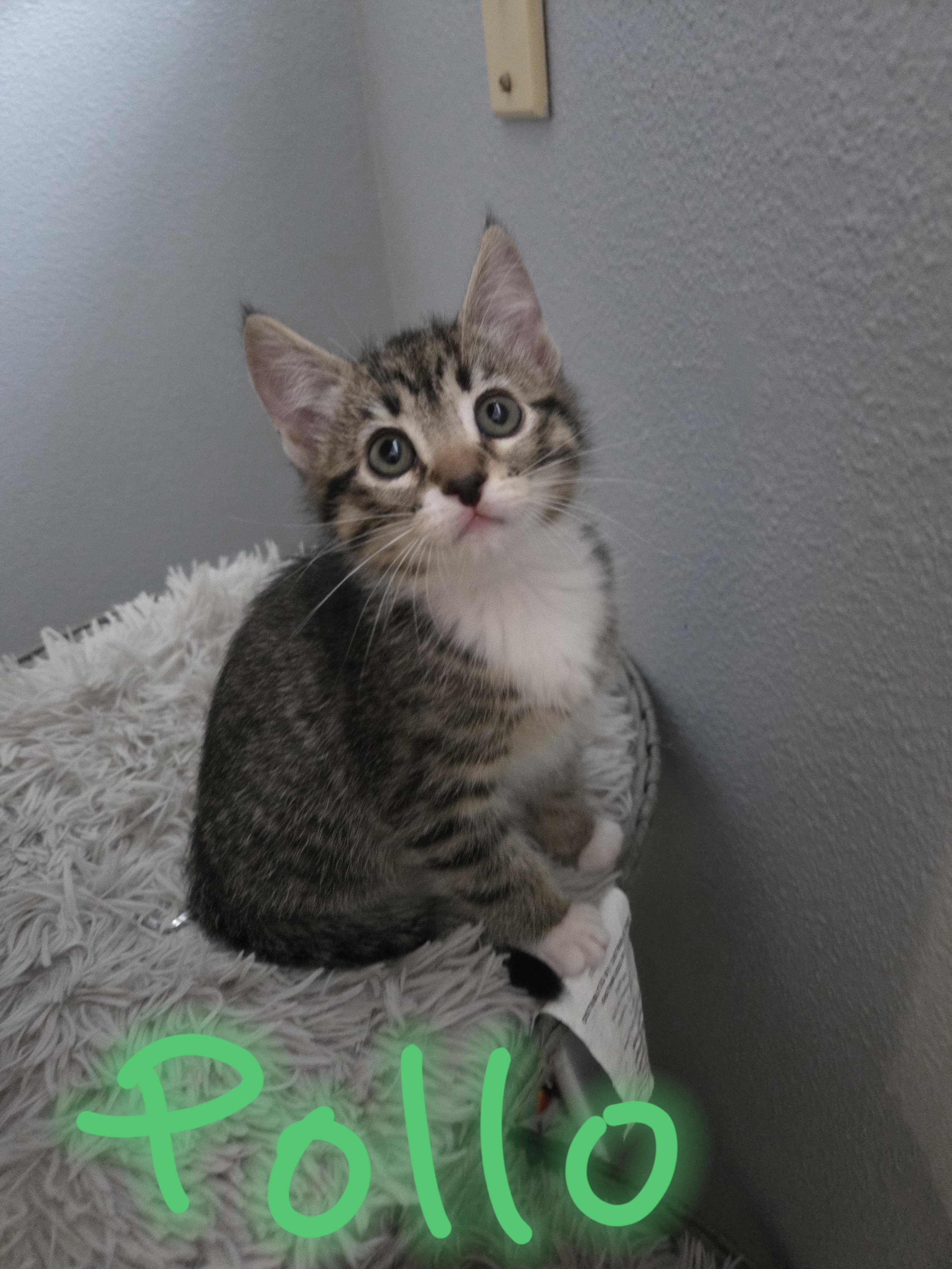 Pollo, Adoptable, Kitten Female Domestic Short Hair.