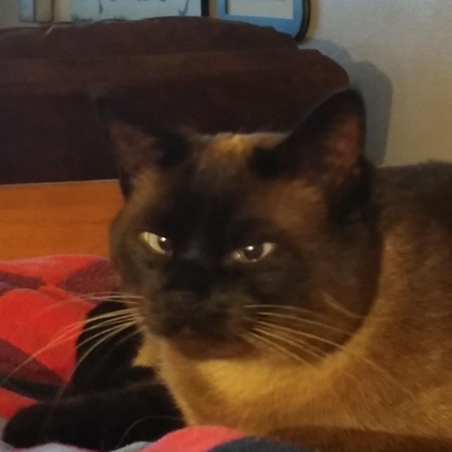 Miss Simon, a Adoptable mixed breed in Thayne, WY image 2/2