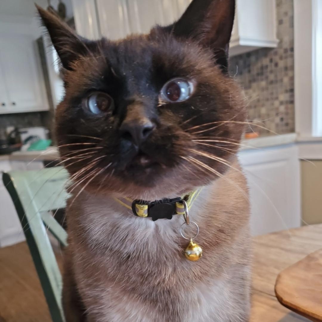 Miss Simon, a Adoptable mixed breed in Thayne, WY image 1/2