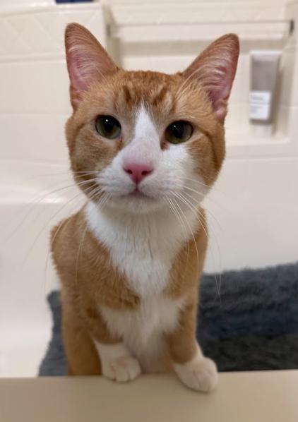 Theo, Adoptable, Young Male Domestic Short Hair.