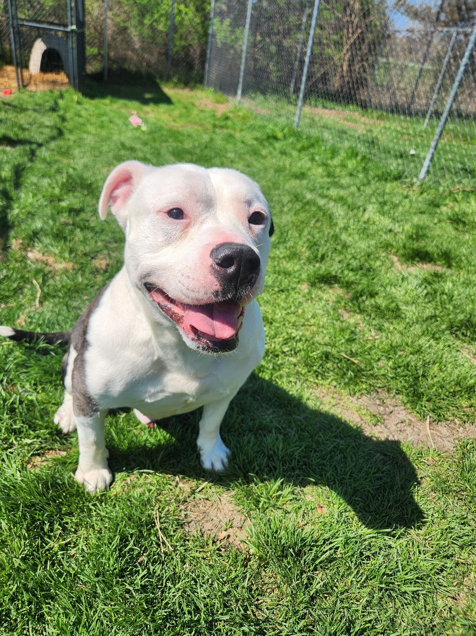 Kilo, a Adoptable American Staffordshire Terrier in Caro, MI image 3/3