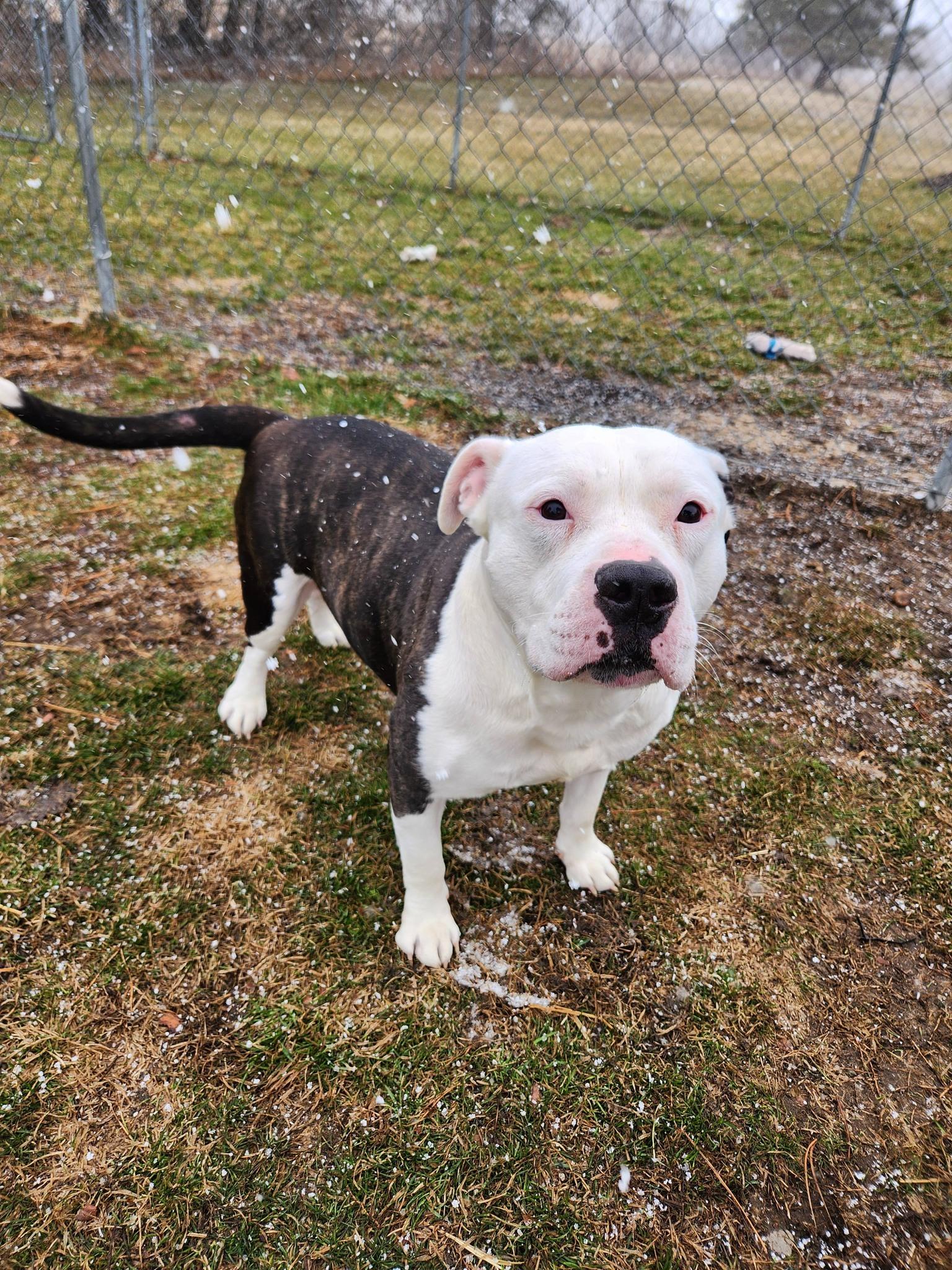 Kilo, Adoptable, Adult Male American Staffordshire Terrier.