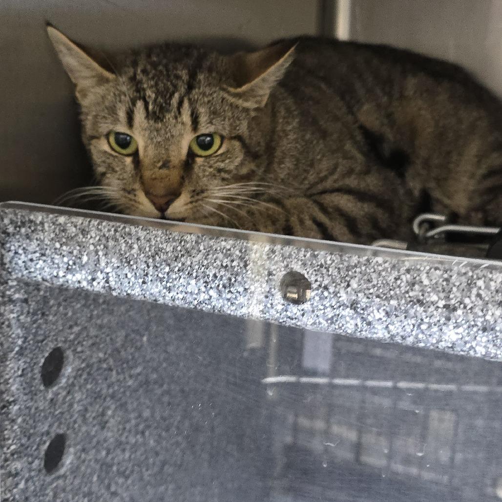 Squidette 26-0334, Adoptable, Young Female Domestic Short Hair.