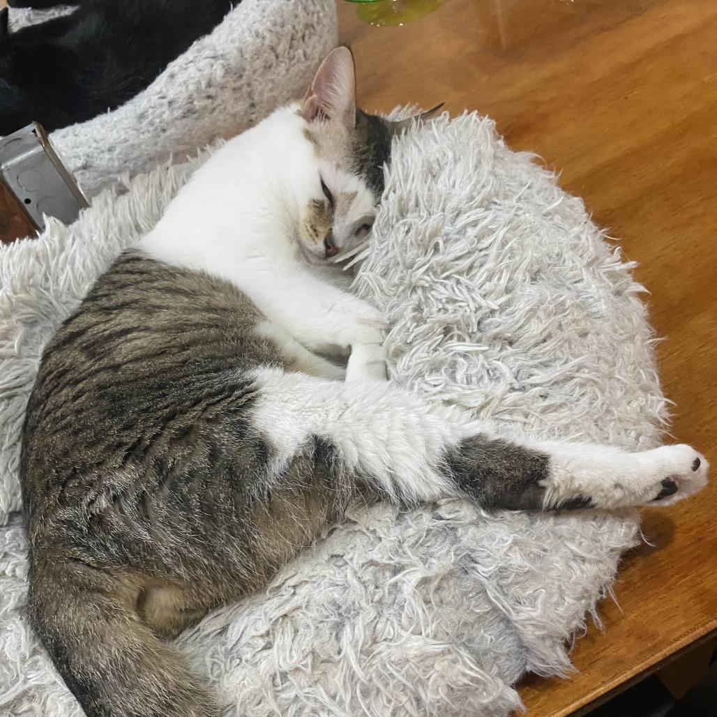 Elmo, Adoptable, Adult Male American Shorthair.