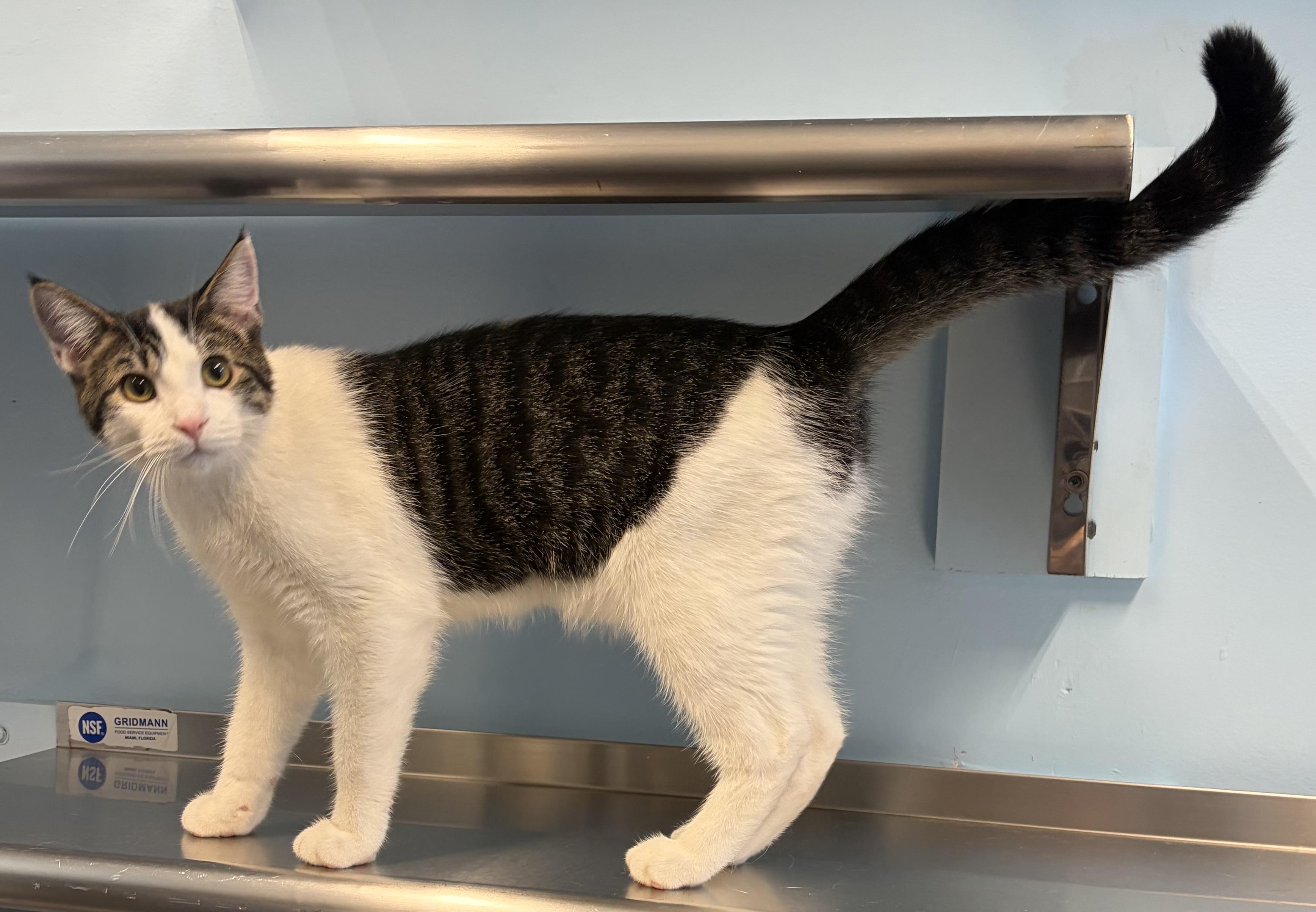 Leo, Adoptable, Young Male Domestic Short Hair.