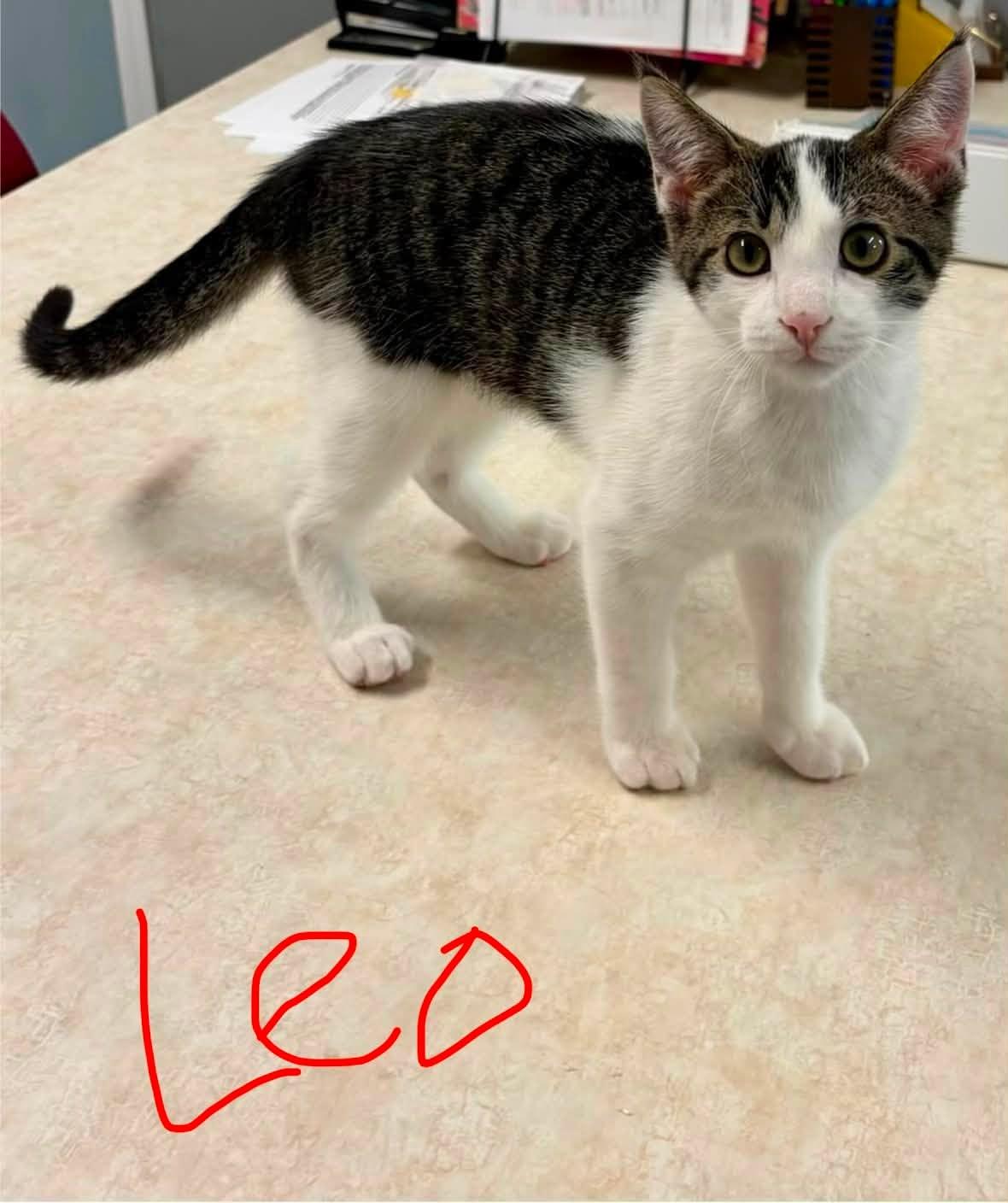 Leo, ADOPTABLE, Young Male Domestic Short Hair.