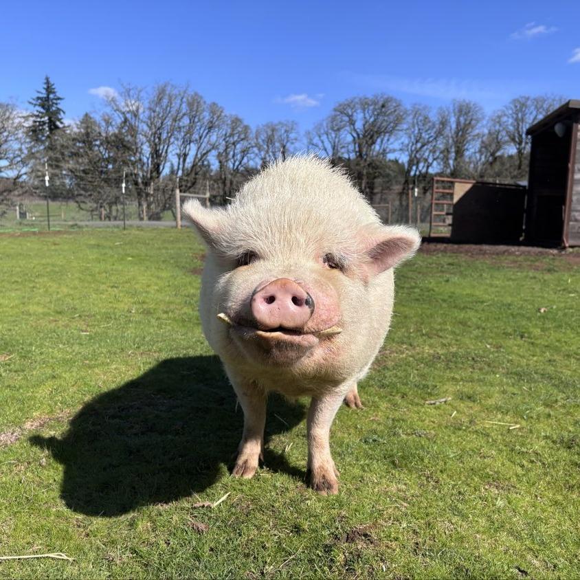 Spooky, a Adoptable Vietnamese Pot Bellied in Salem, OR image 1/2