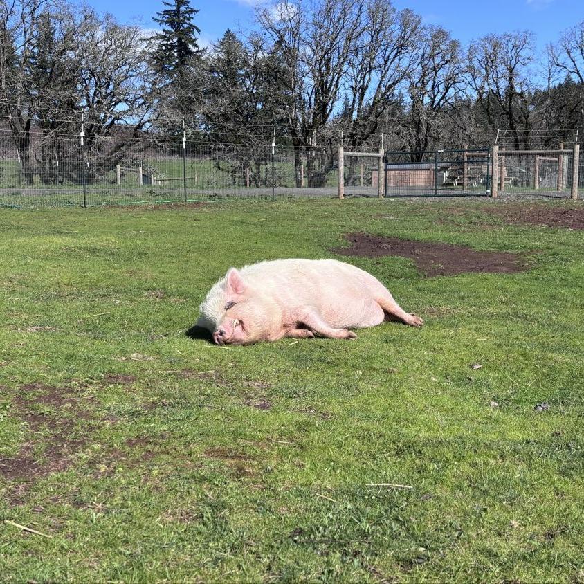 Spooky, a Adoptable Vietnamese Pot Bellied in Salem, OR image 2/2