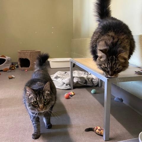 Enlarge Moe, a Adoptable Domestic Long Hair in Grass Valley, CA image 3/4