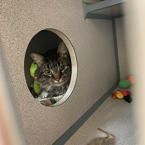 Enlarge Moe, a Adoptable Domestic Long Hair in Grass Valley, CA image 4/4