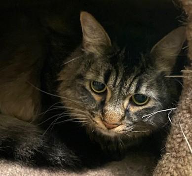 Enlarge Moe, a Adoptable Domestic Long Hair in Grass Valley, CA image 1/1