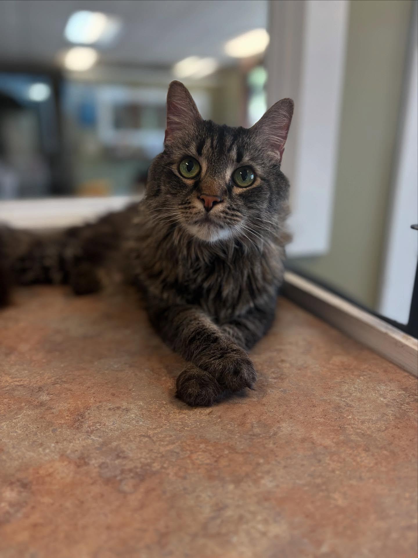 Enlarge Moe, a Adoptable Domestic Long Hair in Grass Valley, CA image 1/4