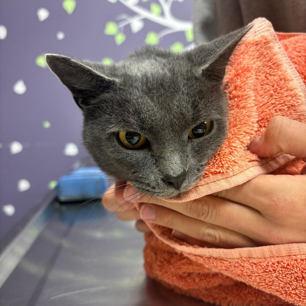 Martha Mets, Adoptable, Adult Female Domestic Short Hair.