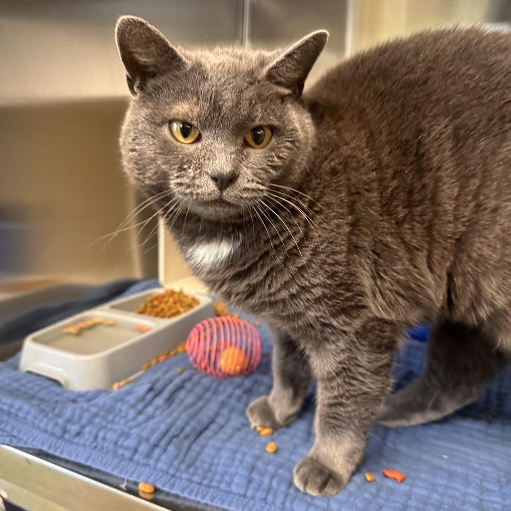 Martha Mets, a Adoptable Domestic Short Hair in New York, NY image 2/6