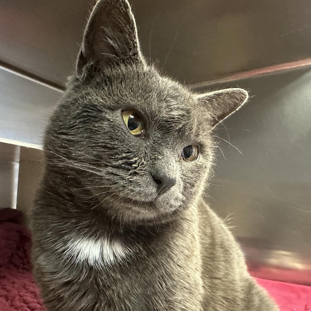 Martha Mets, a Adoptable Domestic Short Hair in New York, NY image 3/6