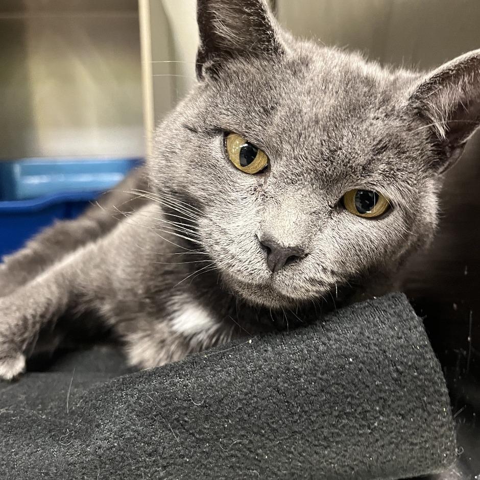 Martha Mets, a Adoptable Domestic Short Hair in New York, NY image 4/6