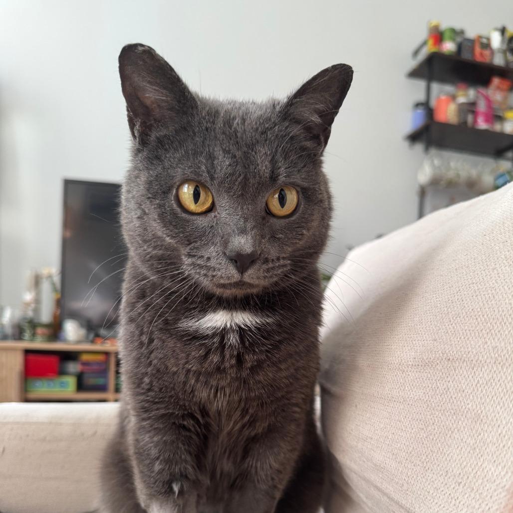 Enlarge Martha Mets, a Adoptable Domestic Short Hair in New York, NY image 5/6