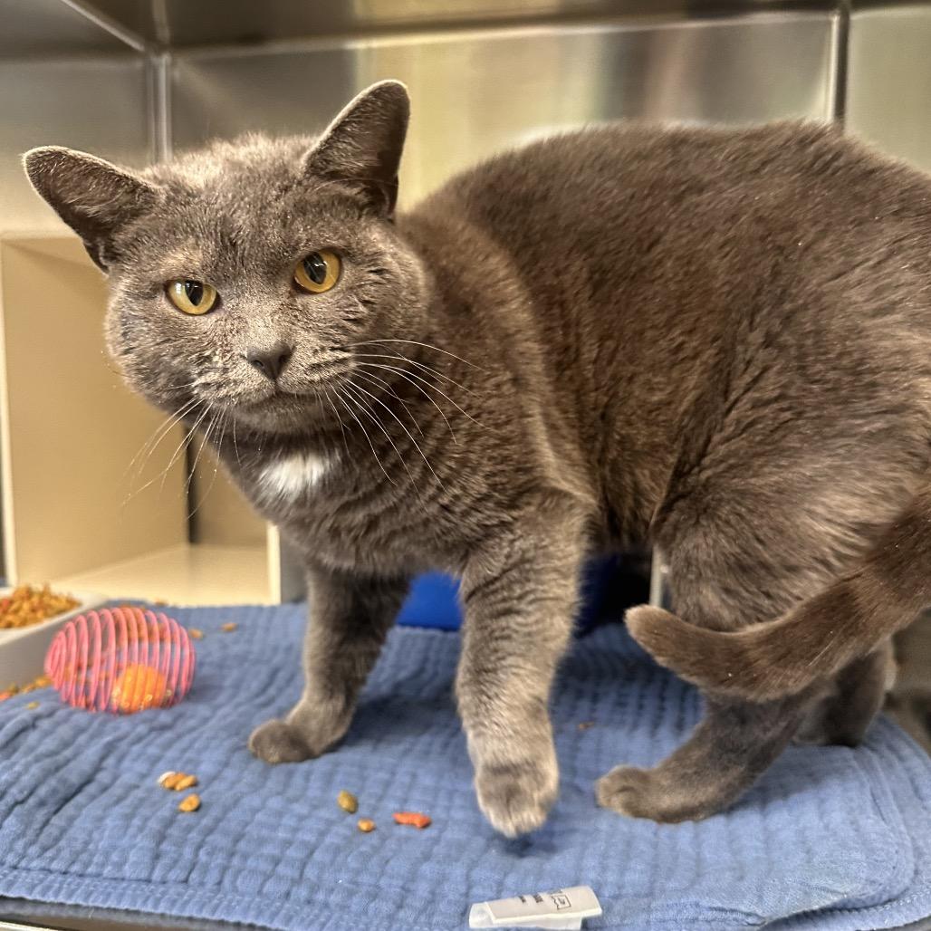 Martha Mets, a Adoptable Domestic Short Hair in New York, NY image 5/6