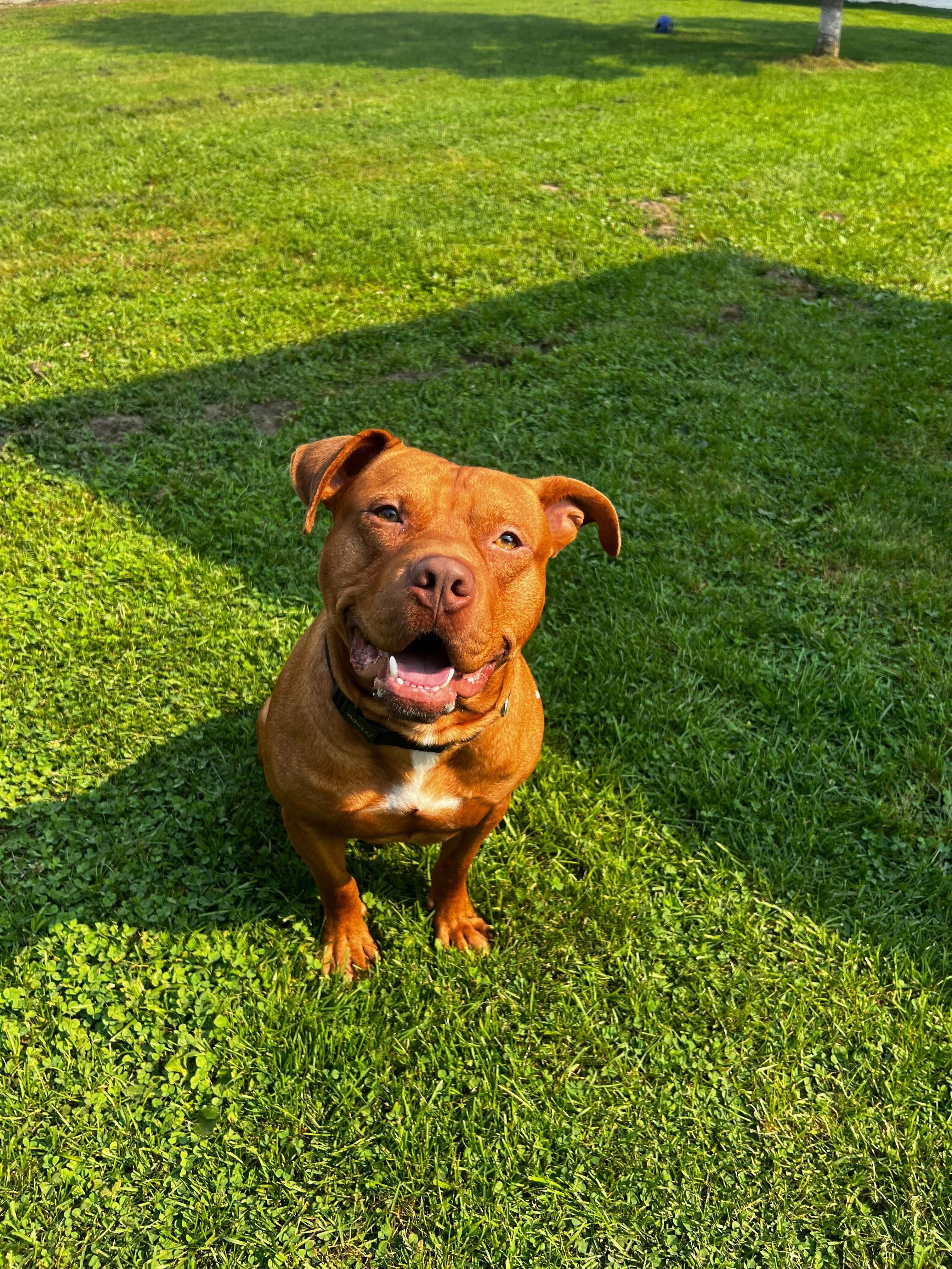 Freddie, a Adoptable Mixed Breed in Belleville, MI image 3/6
