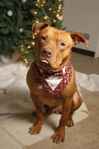 Freddie, Adoptable, Adult Male Mixed Breed.