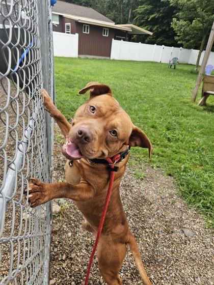 Freddie, a Adoptable Mixed Breed in Belleville, MI image 5/6