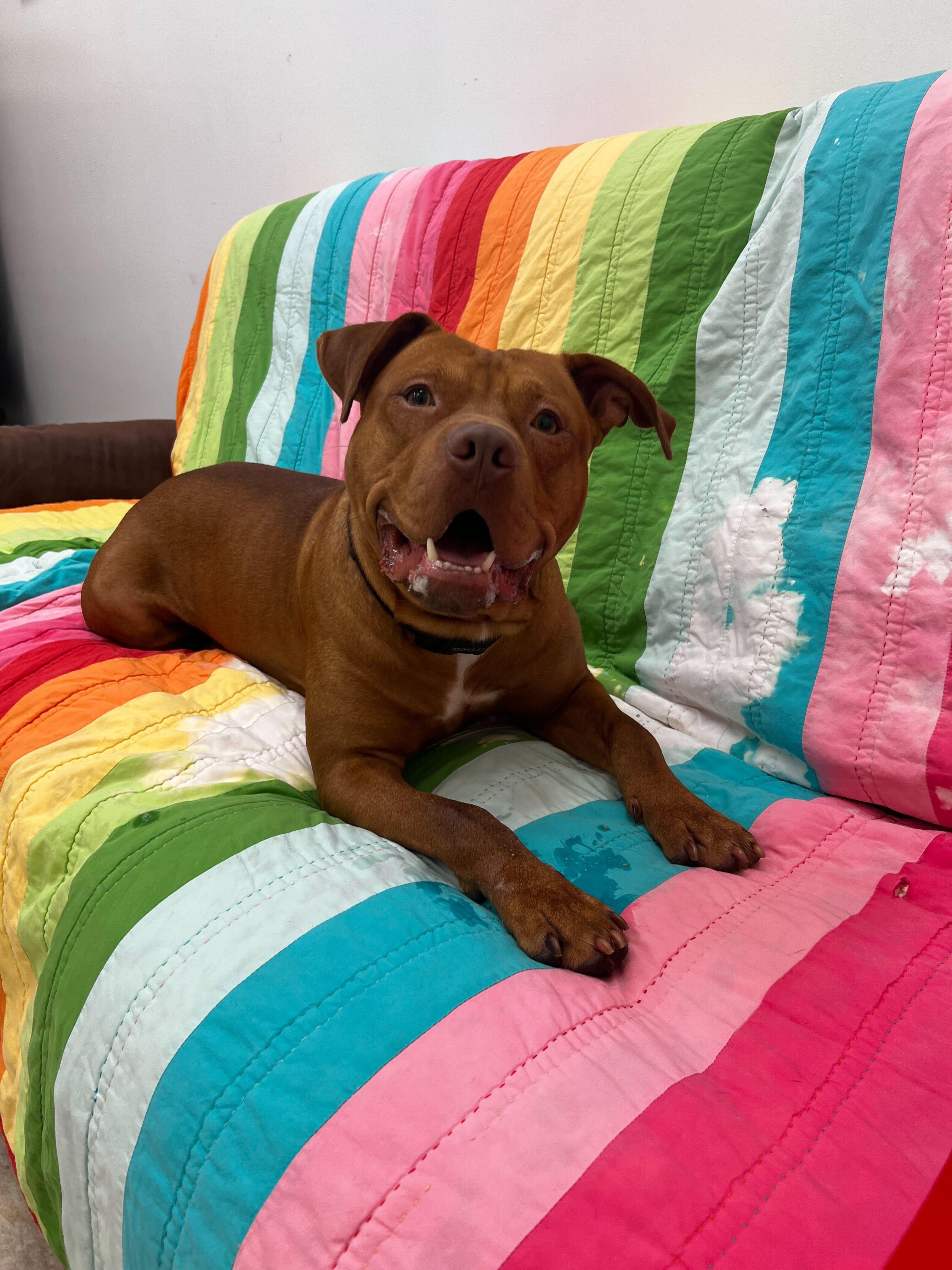 Freddie, a Adoptable Mixed Breed in Belleville, MI image 2/6