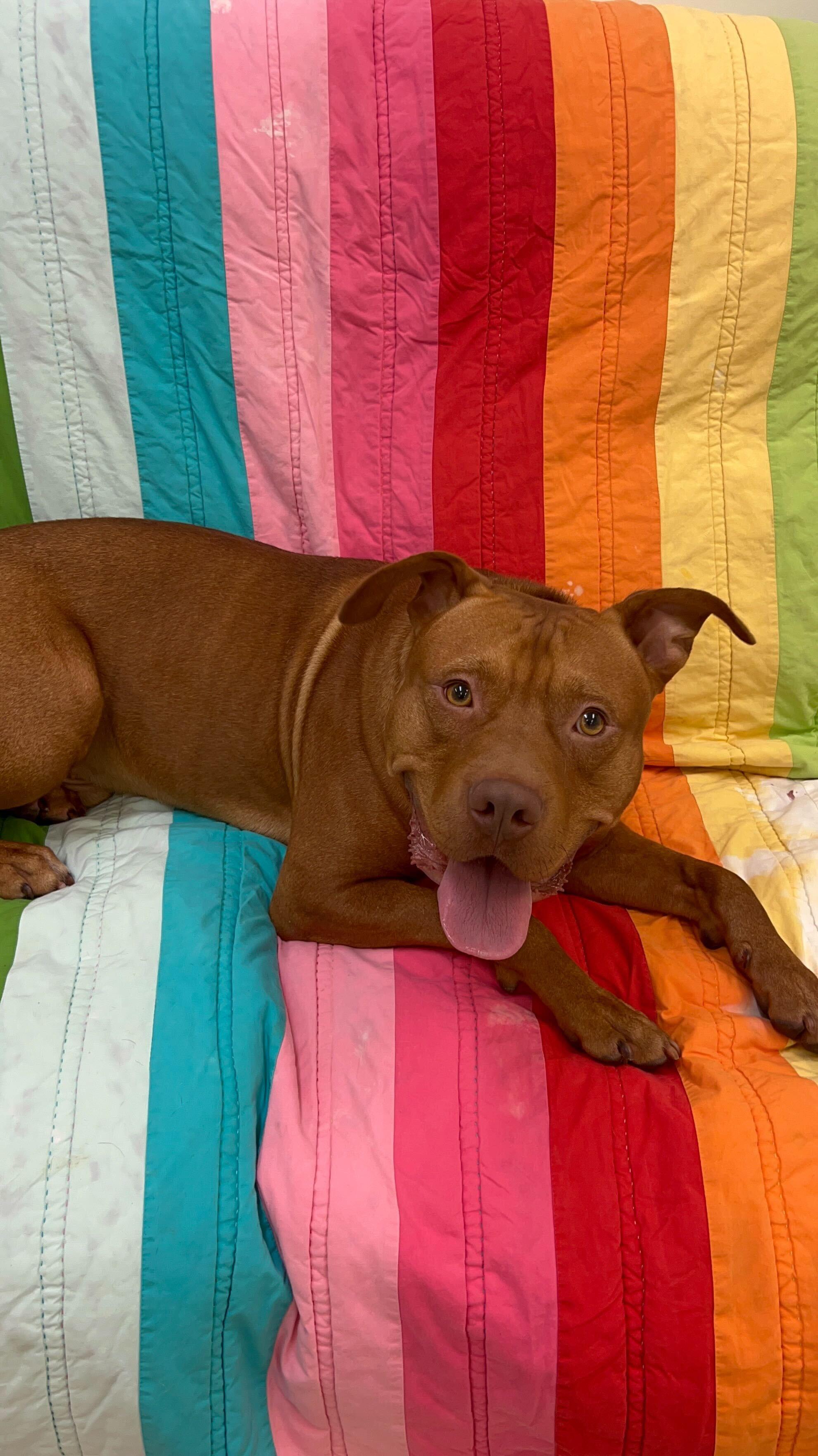 Freddie, a Adoptable Mixed Breed in Belleville, MI image 4/6