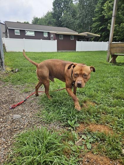 Freddie, a Adoptable Mixed Breed in Belleville, MI image 6/6