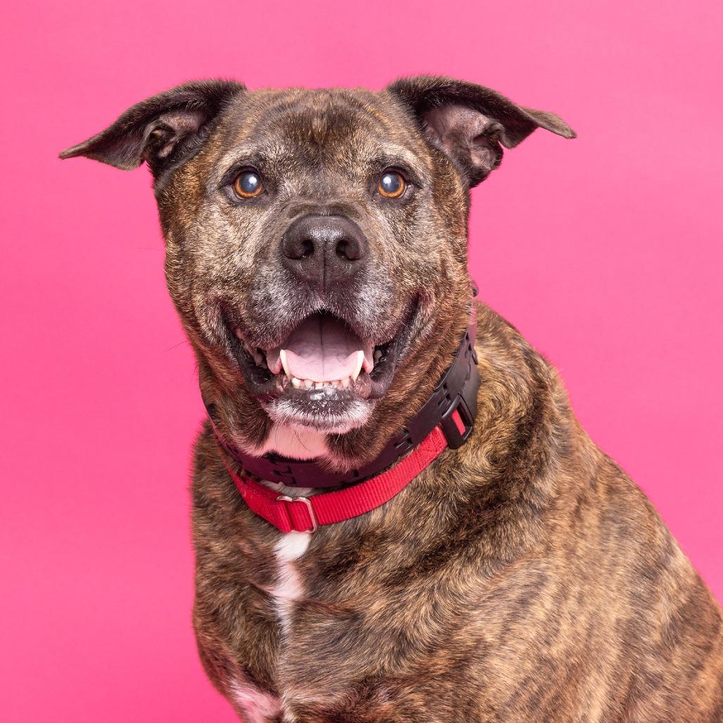 Loki, Adoptable, Senior Male Mixed Breed.