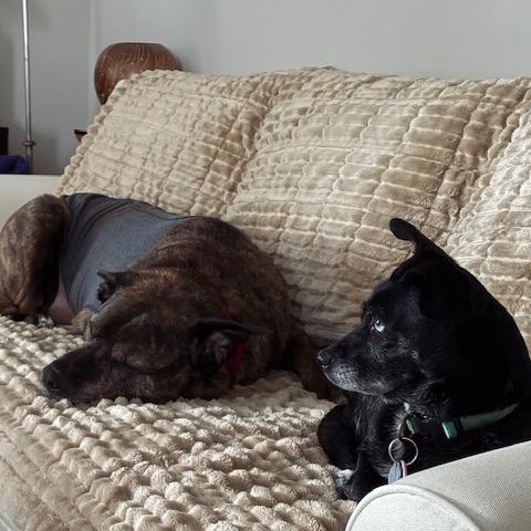 Loki, Adoptable, Senior Male Mixed Breed.