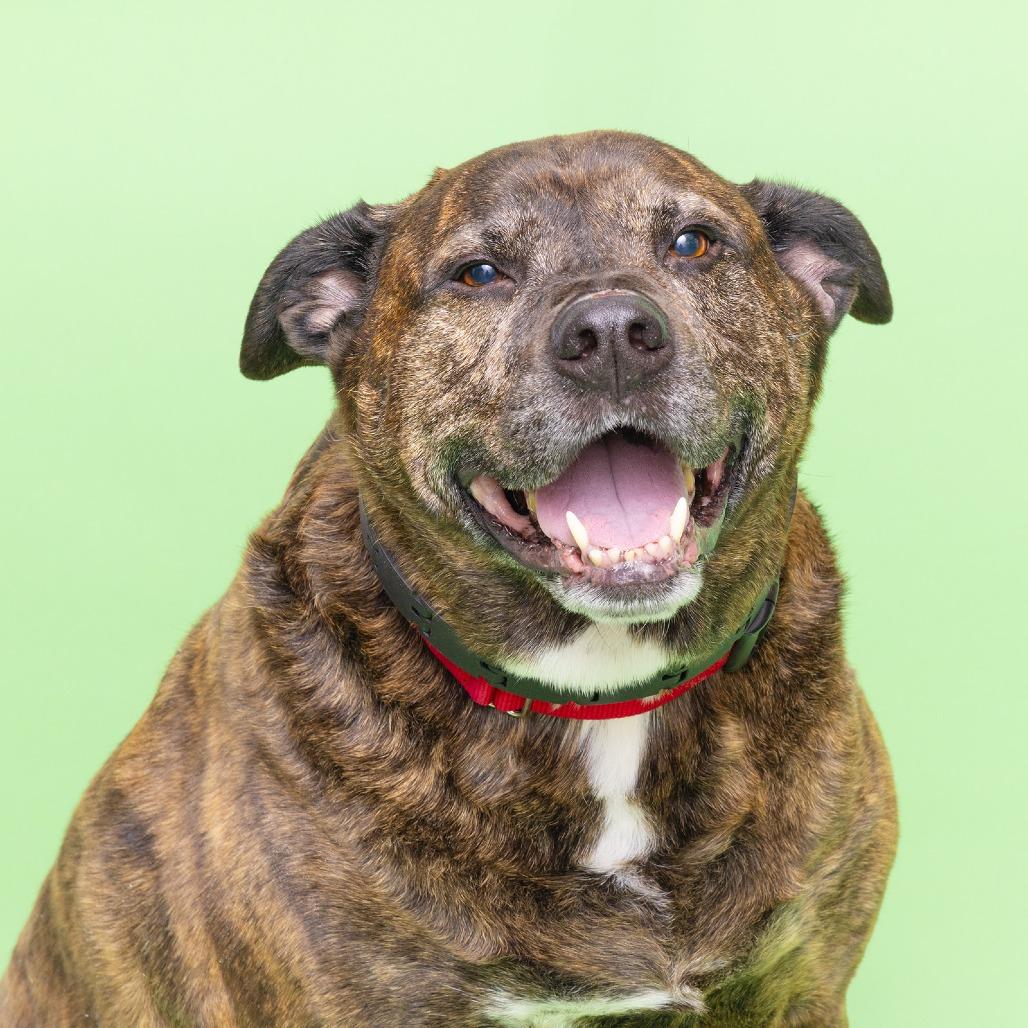 Loki, Adoptable, Senior Male Mixed Breed.