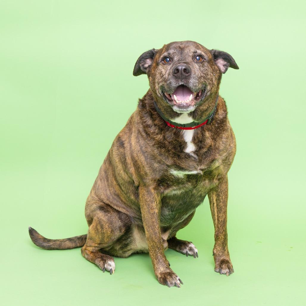 Loki, a Adoptable Mixed Breed in Franklin, TN image 6/6