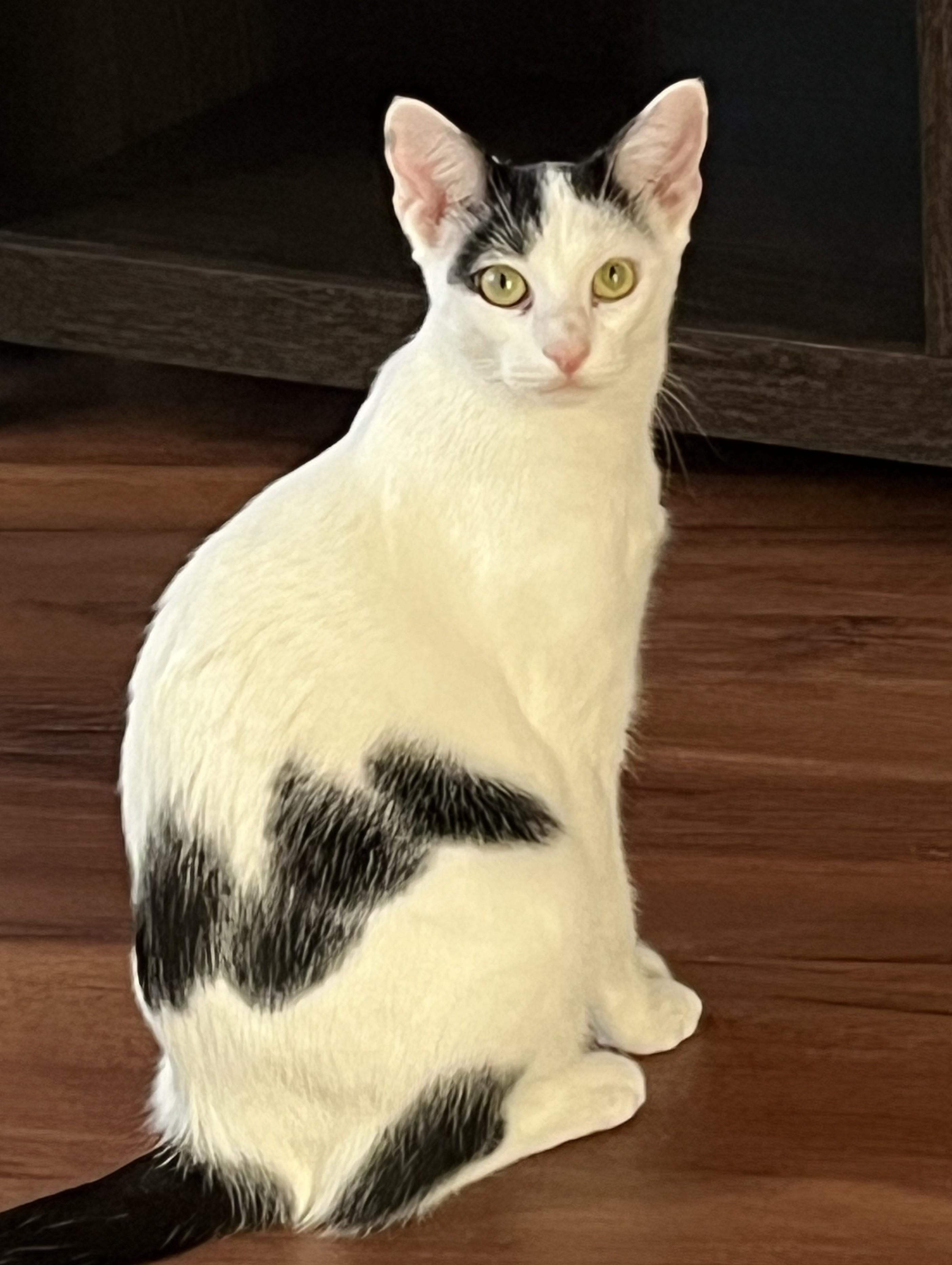 Crepe-Sweet Girlie Kitten