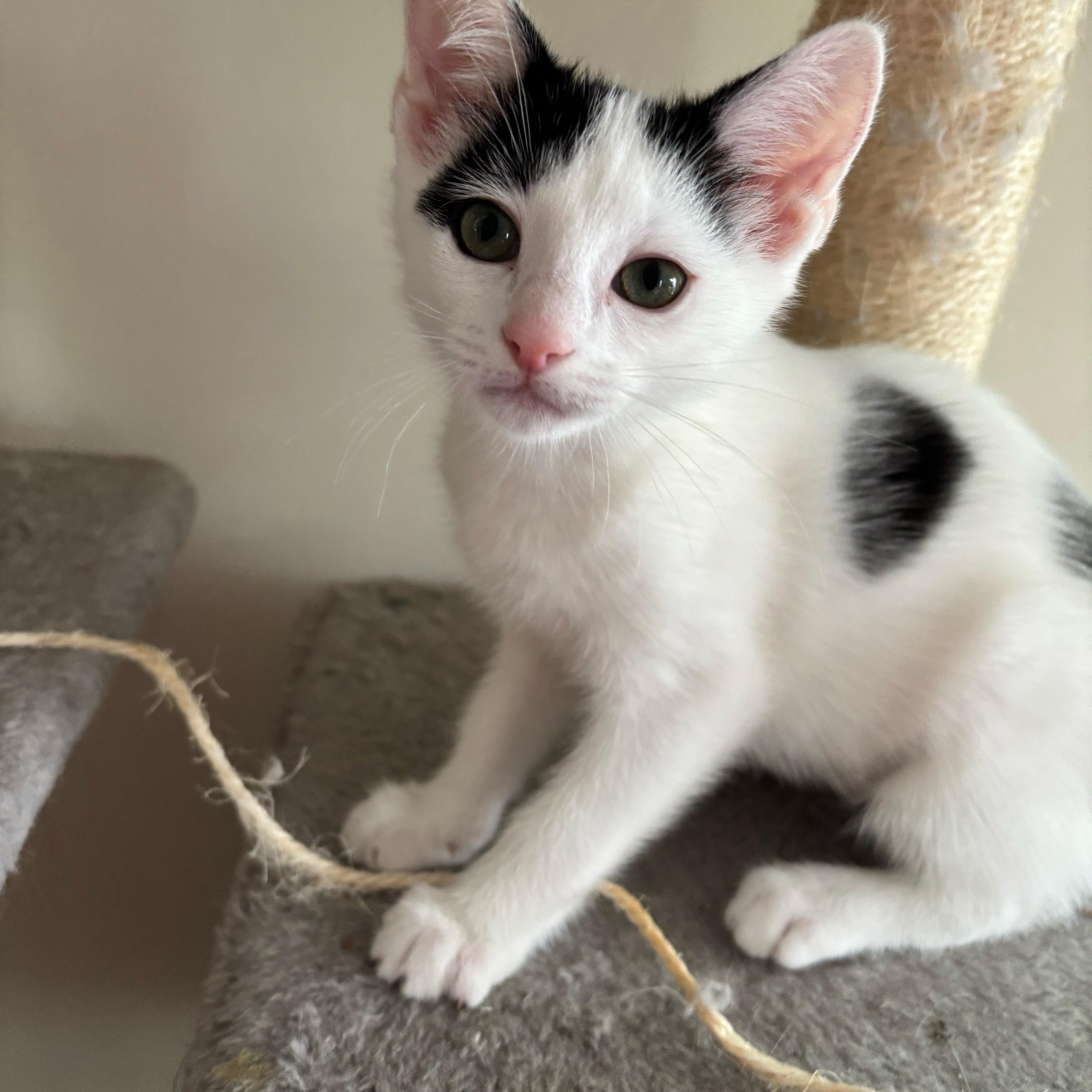 Crepe-Sweet Girlie Kitten