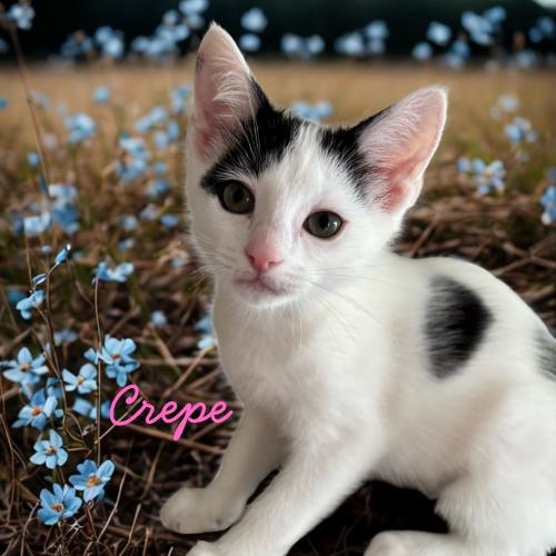 Crepe-Sweet Girlie Kitten