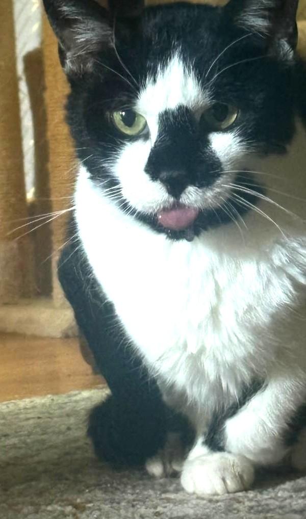 Dutchess, a ADOPTABLE Domestic Short Hair in Sayreville, NJ image 2/2