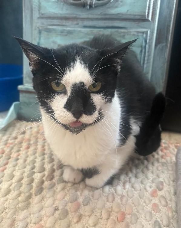 Dutchess, ADOPTABLE, Senior Female Domestic Short Hair.