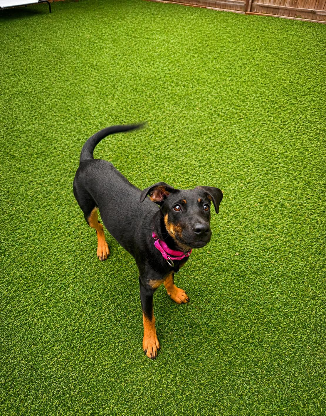 Wifi, Adoptable, Puppy Female Mountain Cur & Hound.