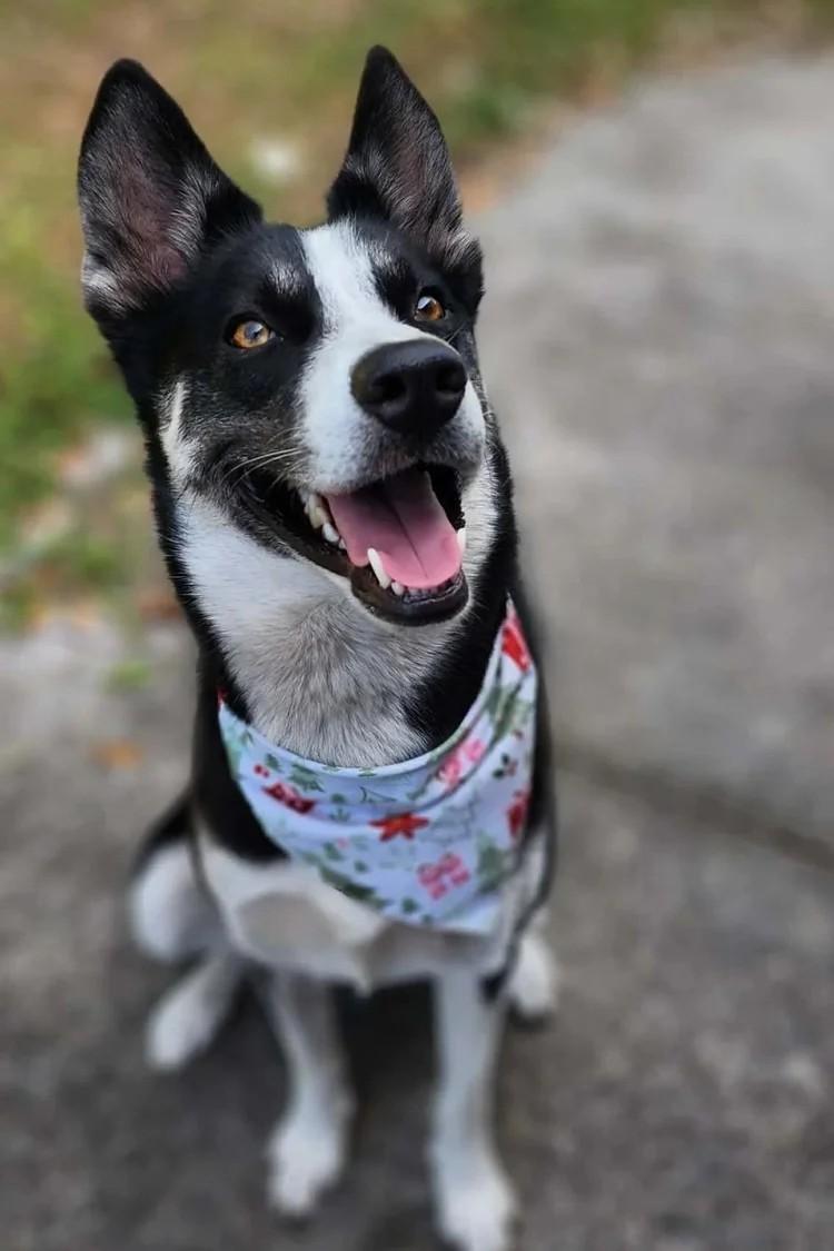 Enlarge Loaki, a ADOPTABLE mixed breed in Winter Springs, FL image 1/6