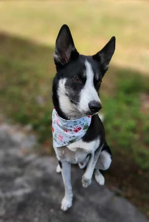 Enlarge Loaki, a ADOPTABLE mixed breed in Winter Springs, FL image 2/6