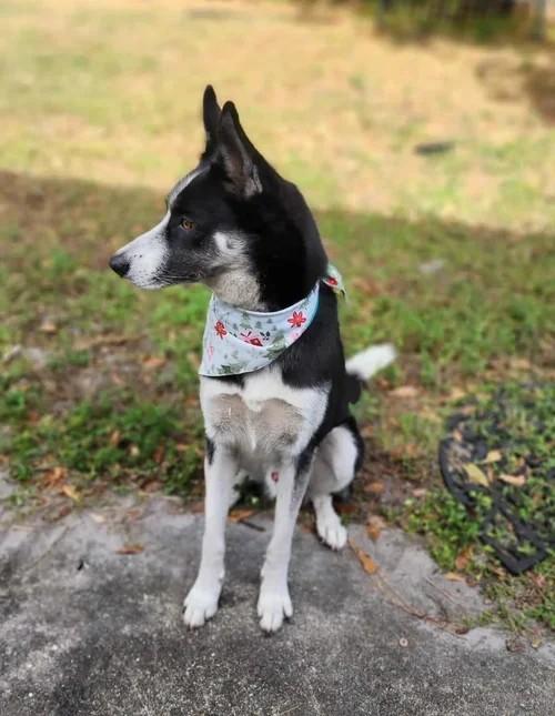 Enlarge Loaki, a ADOPTABLE mixed breed in Winter Springs, FL image 5/6