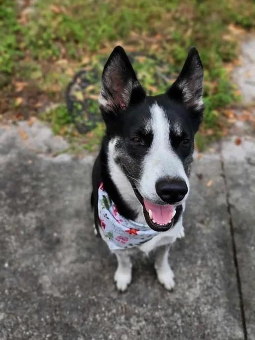 Enlarge Loaki, a ADOPTABLE mixed breed in Winter Springs, FL image 6/6