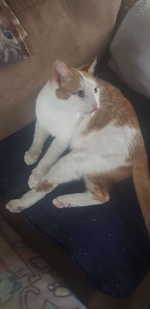Christian, Adoptable, Young Male Domestic Short Hair.