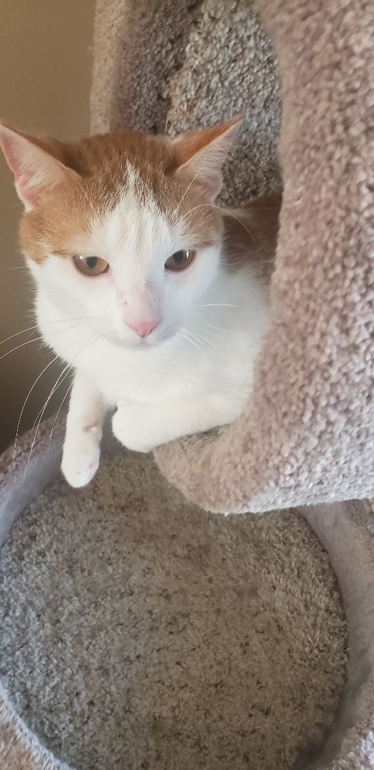 Enlarge Christian, a Adoptable Domestic Short Hair in Clarksville, IN image 3/4