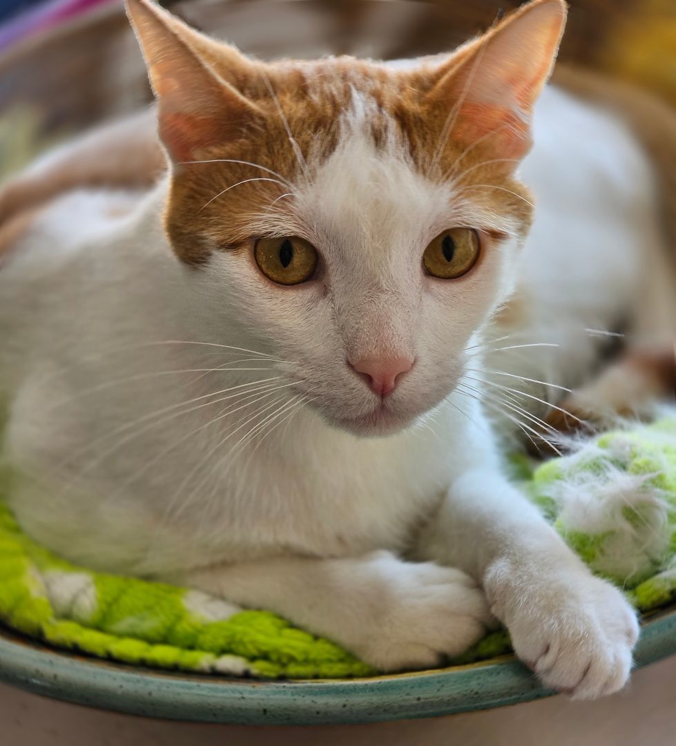 Enlarge Christian, a Adoptable Domestic Short Hair in Clarksville, IN image 4/4