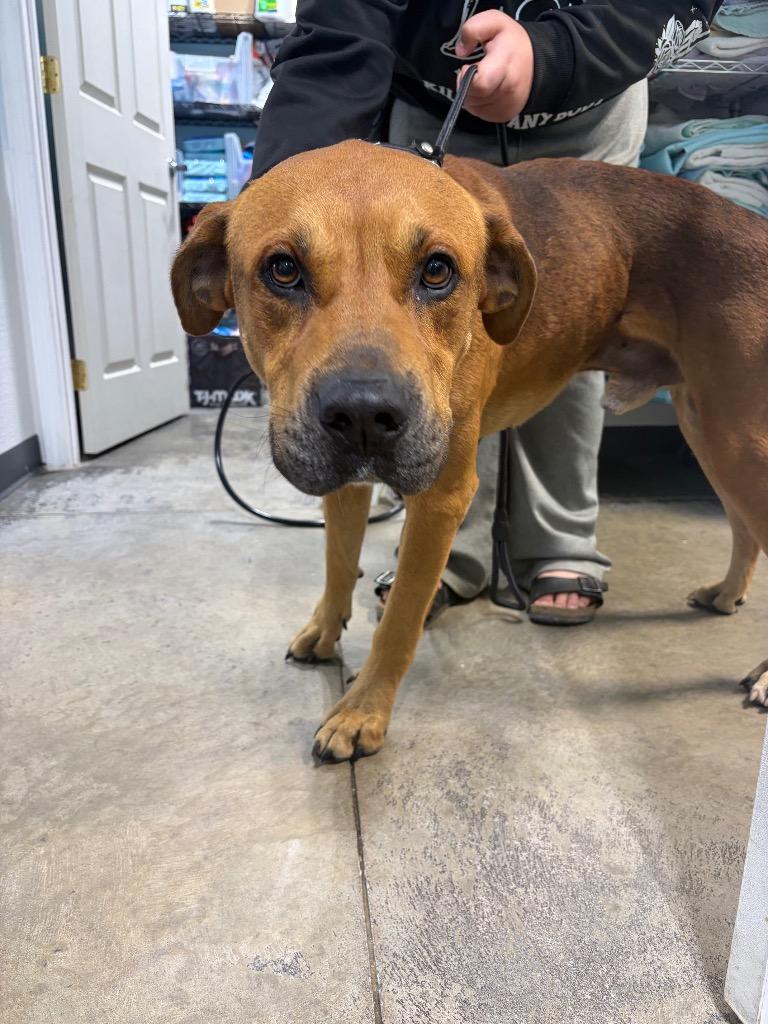 Enlarge Twix, a Adoptable mixed breed in Morgantown, KY image 1/1